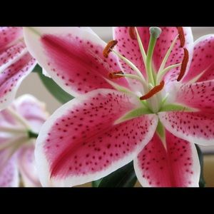 Meet your Posher, Lori